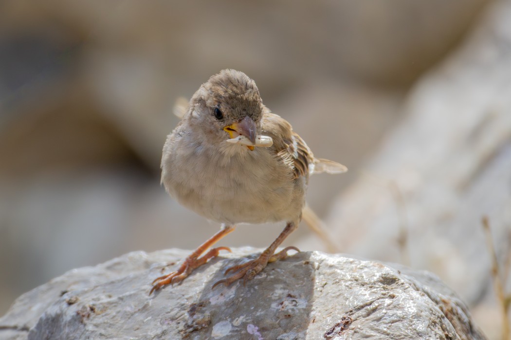 House Sparrow