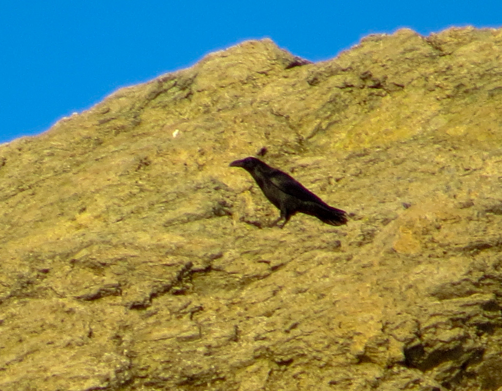 Kuzgun