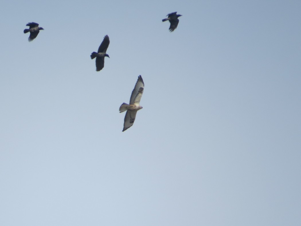 Long-legged Buzzard