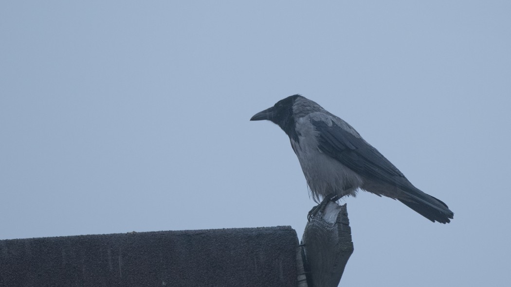 Leş Kargası
