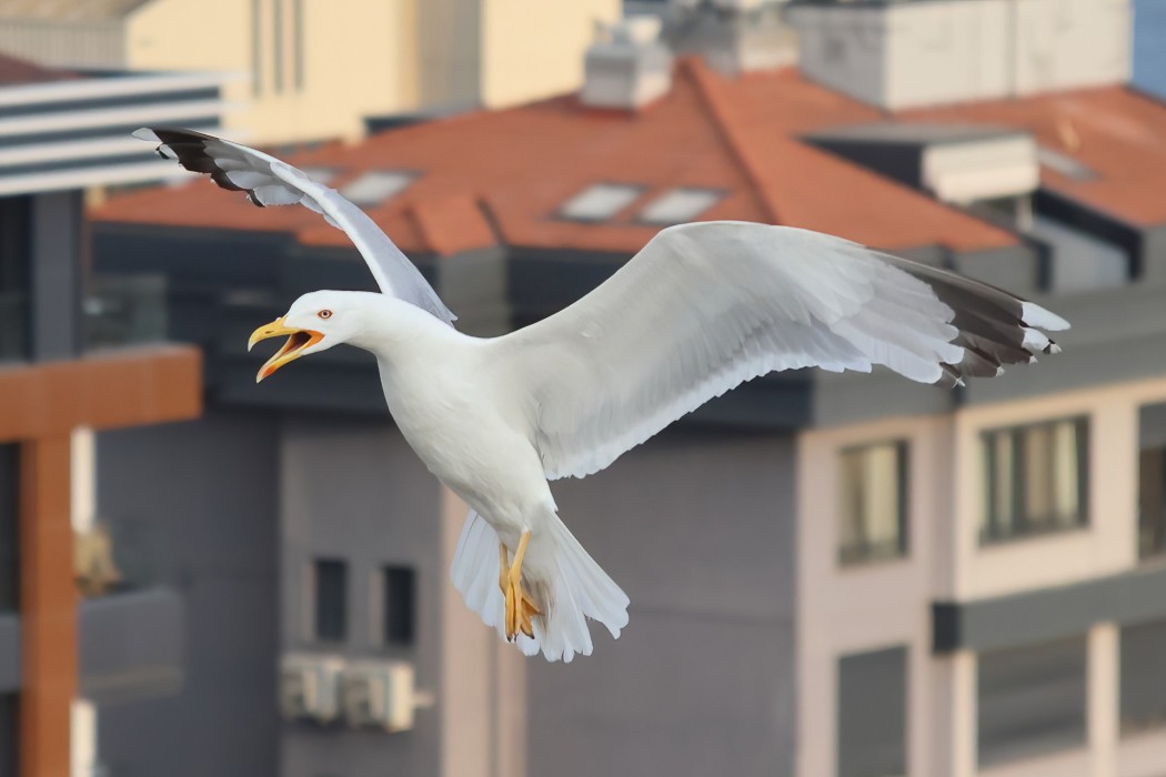 Gümüş Martı