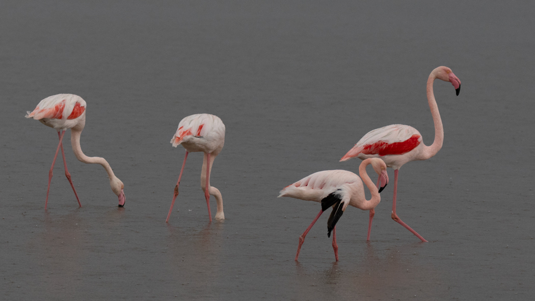 Flamingo