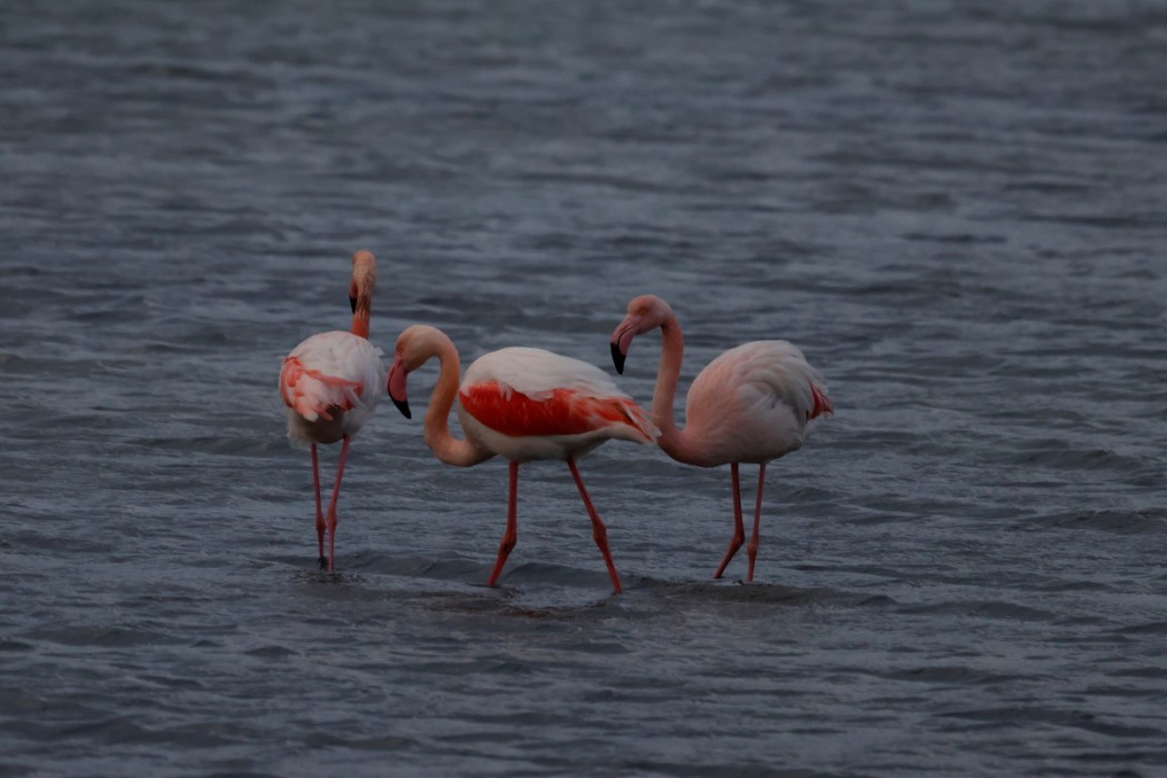 Flamingo