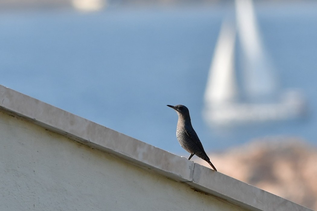 Gökardıç