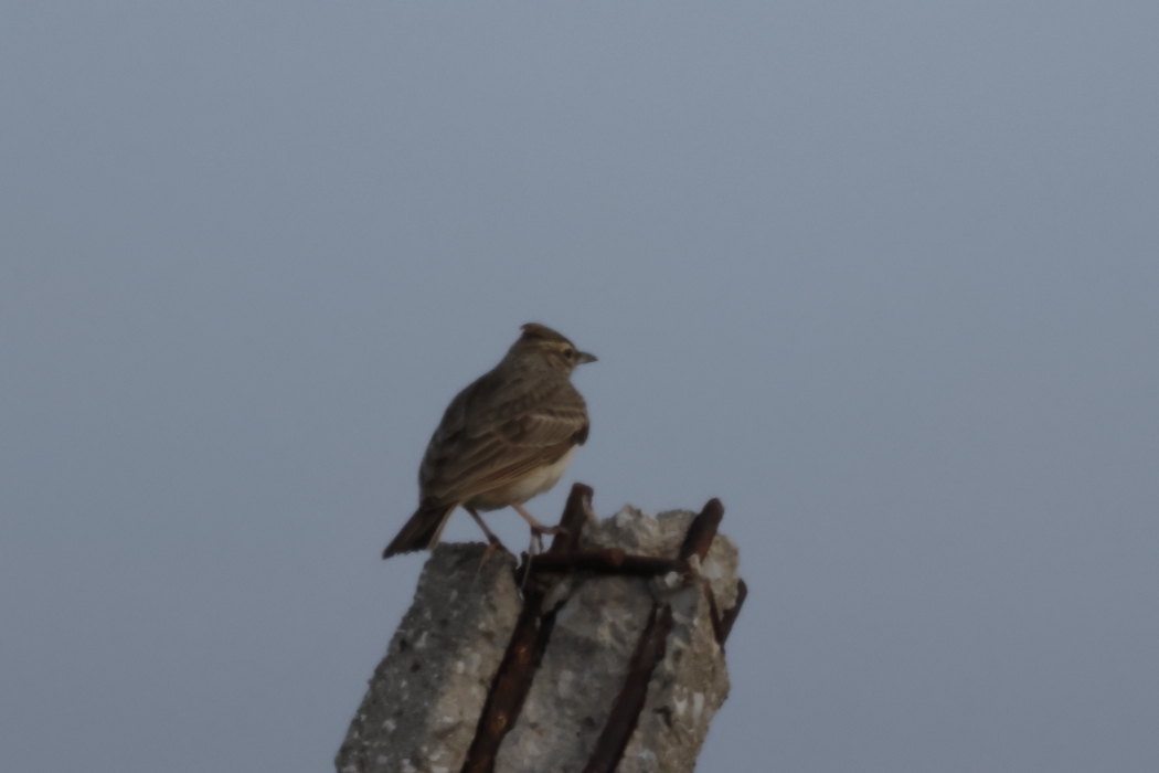 Crested Lark