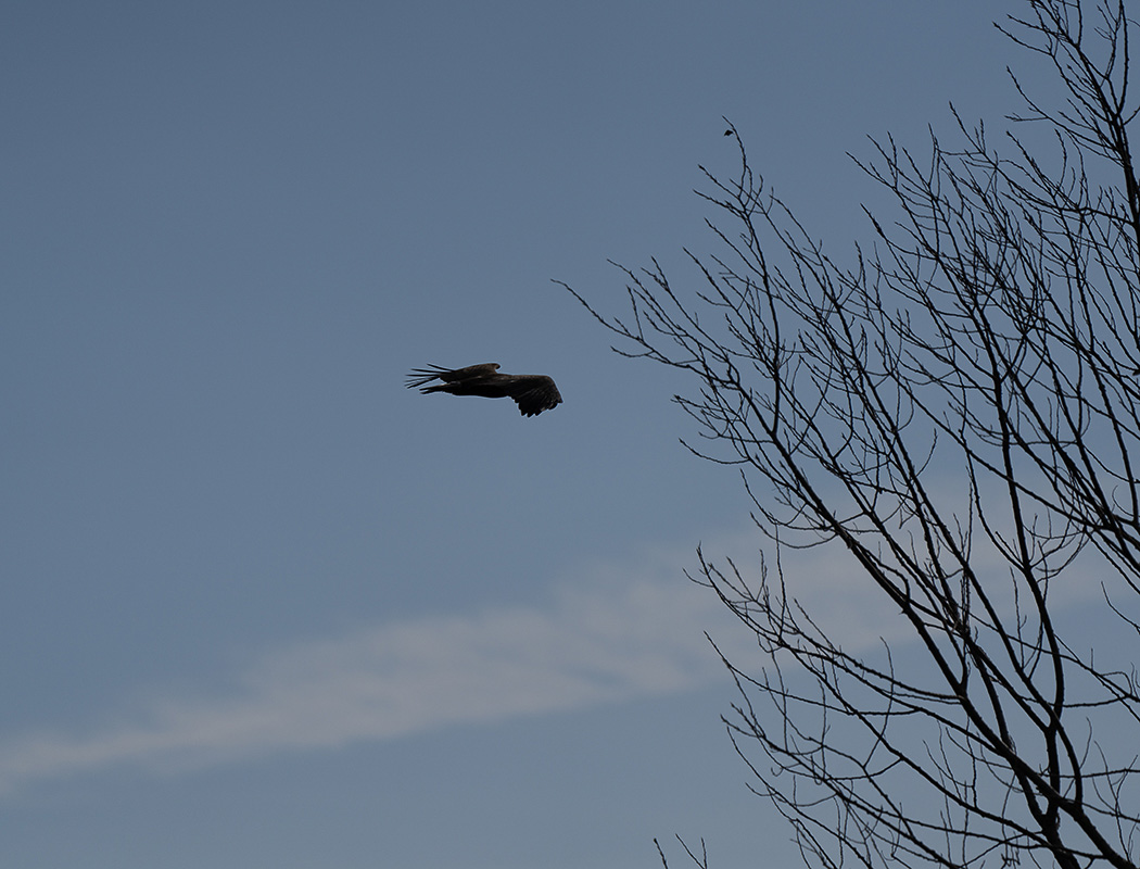 Büyük Orman Kartalı