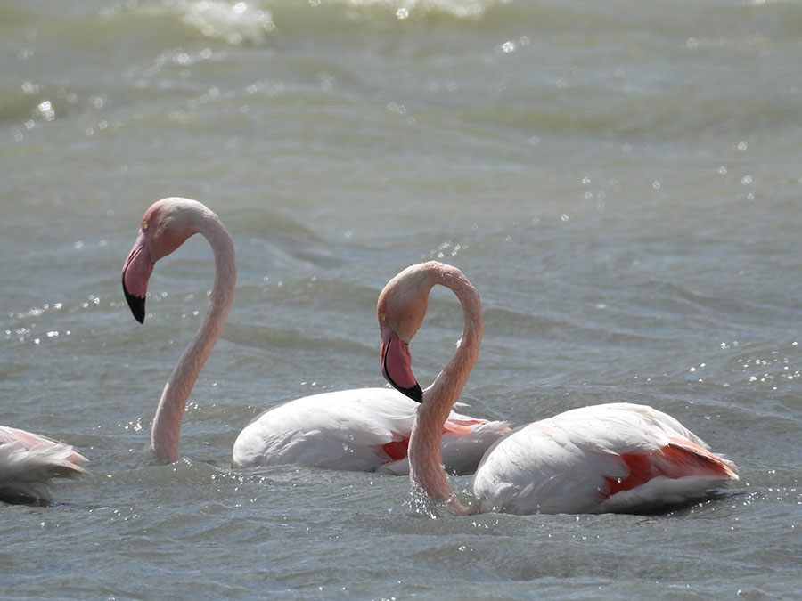 Flamingo