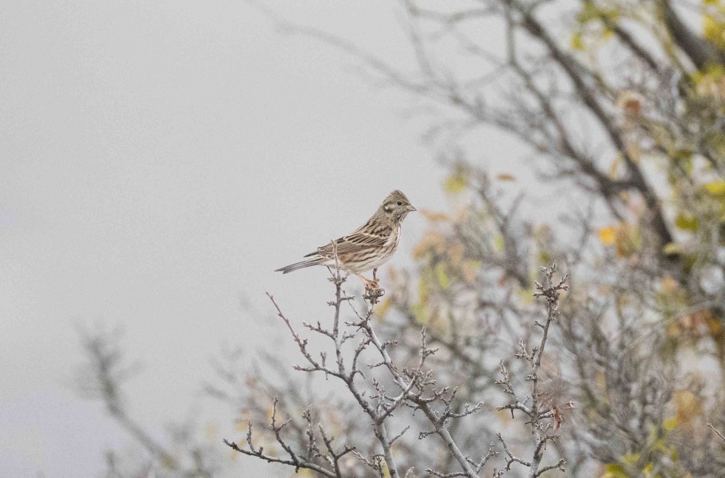Pine Bunting