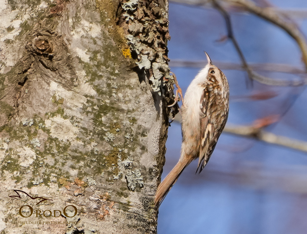 Orman Tırmaşıkkuşu