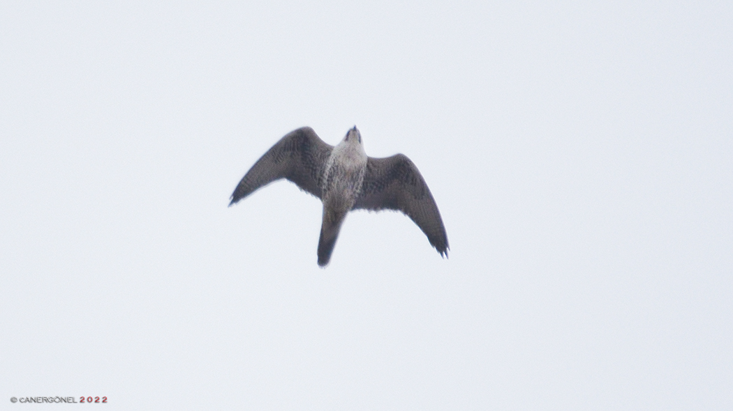 Lanner Falcon