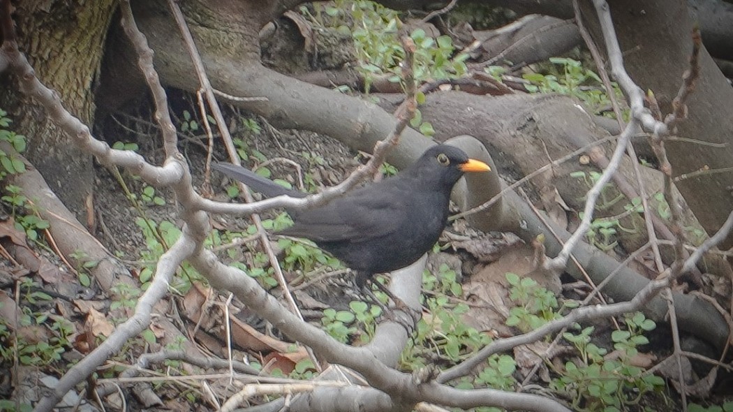 Karatavuk