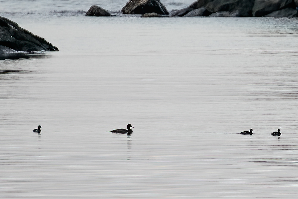 Tarakdiş