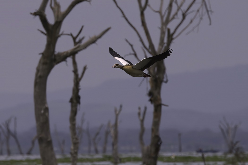 Egyptian Goose