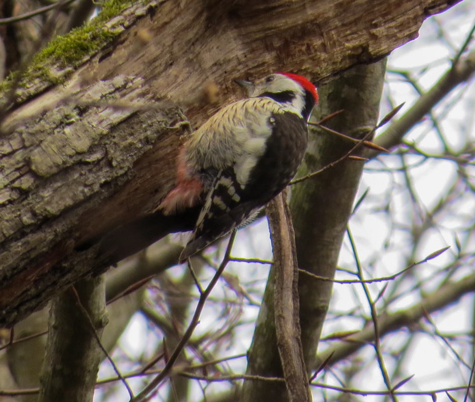 Middle Spotted Woodpecker