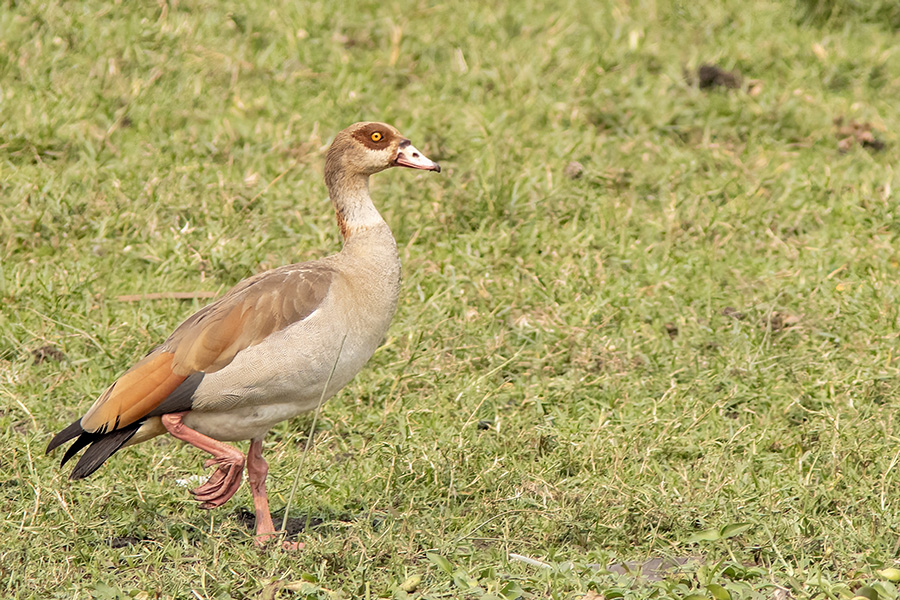 Egyptian Goose