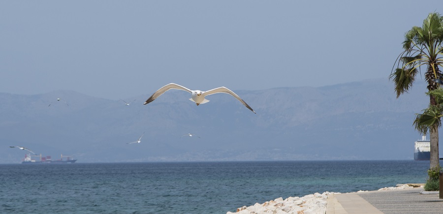 Gümüş Martı