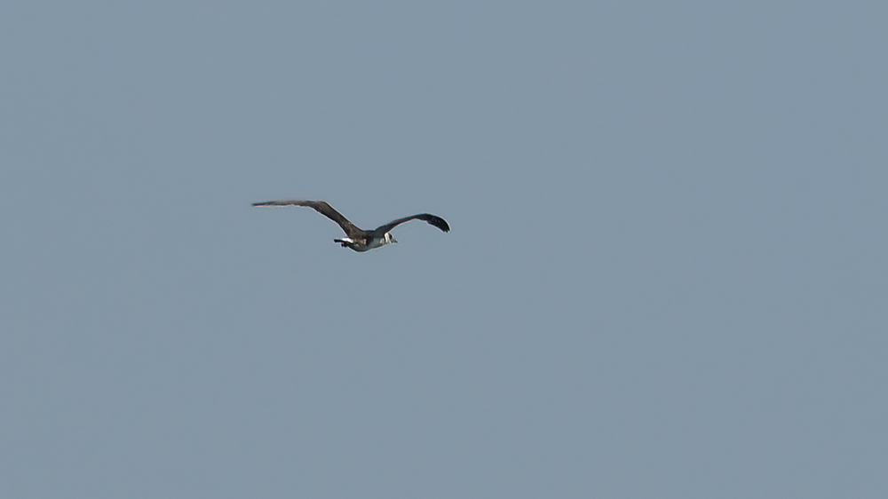 Northern Gannet