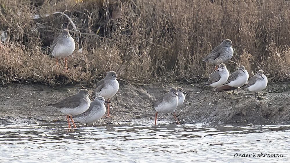Red Knot