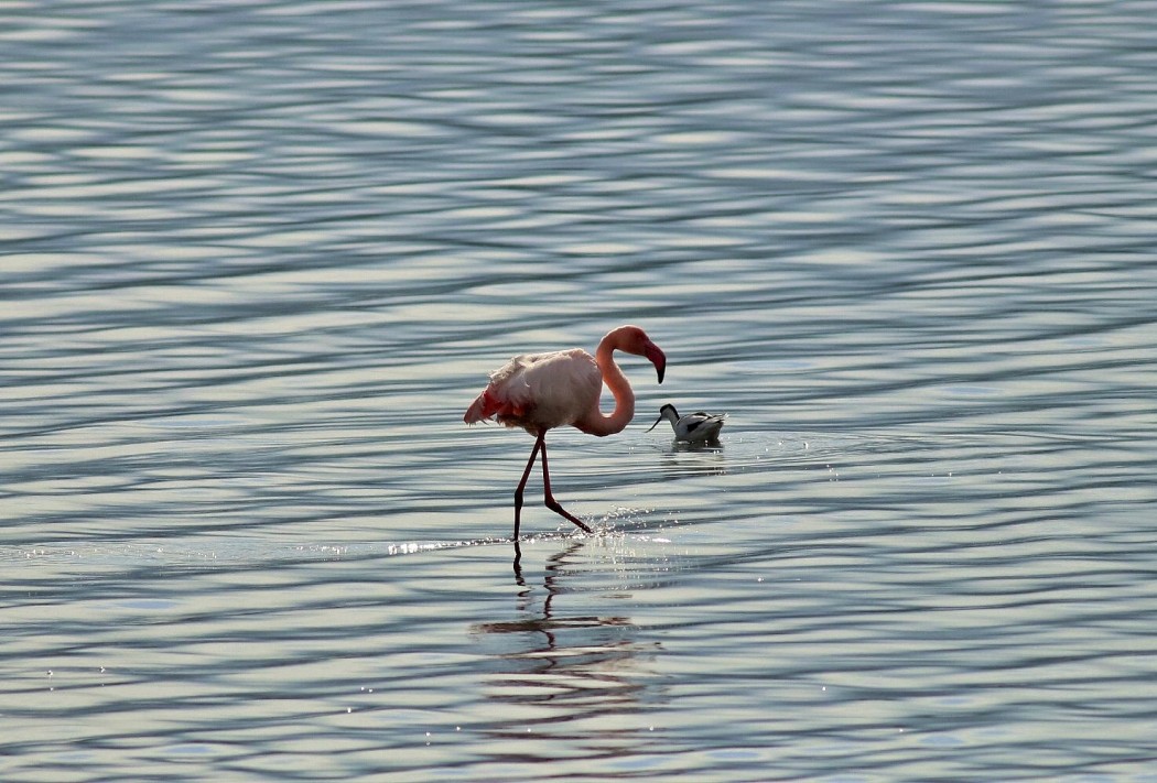 Flamingo
