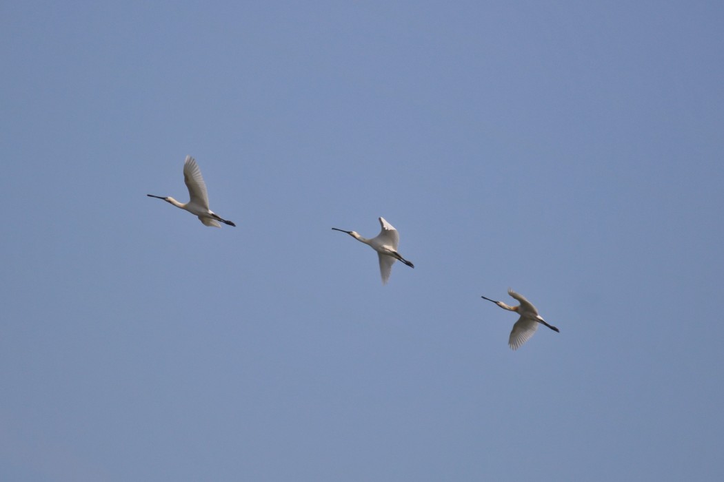 Kaşıkçı