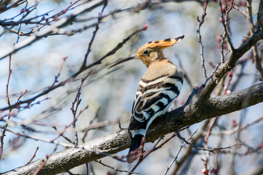 Common Hoopoe