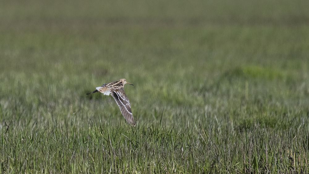 Great Snipe