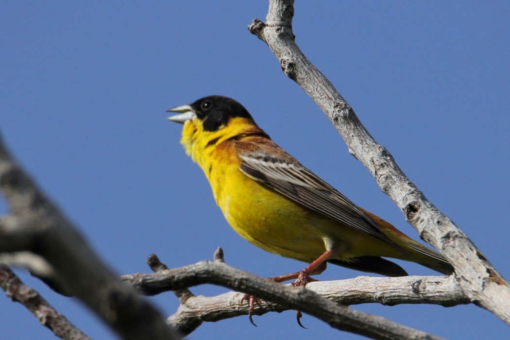 Black-headed Bunting