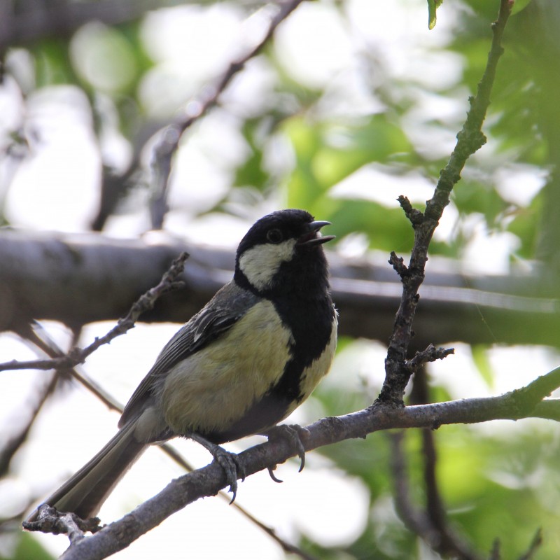 Great Tit