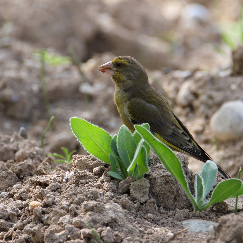European Greenfinch