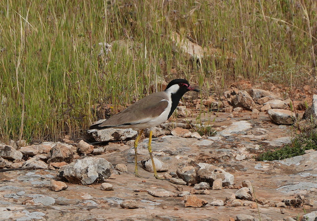 Red-wattled Lapwing