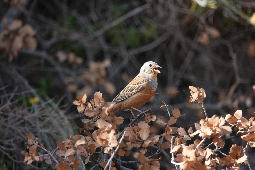 Cretzschmar`s Bunting
