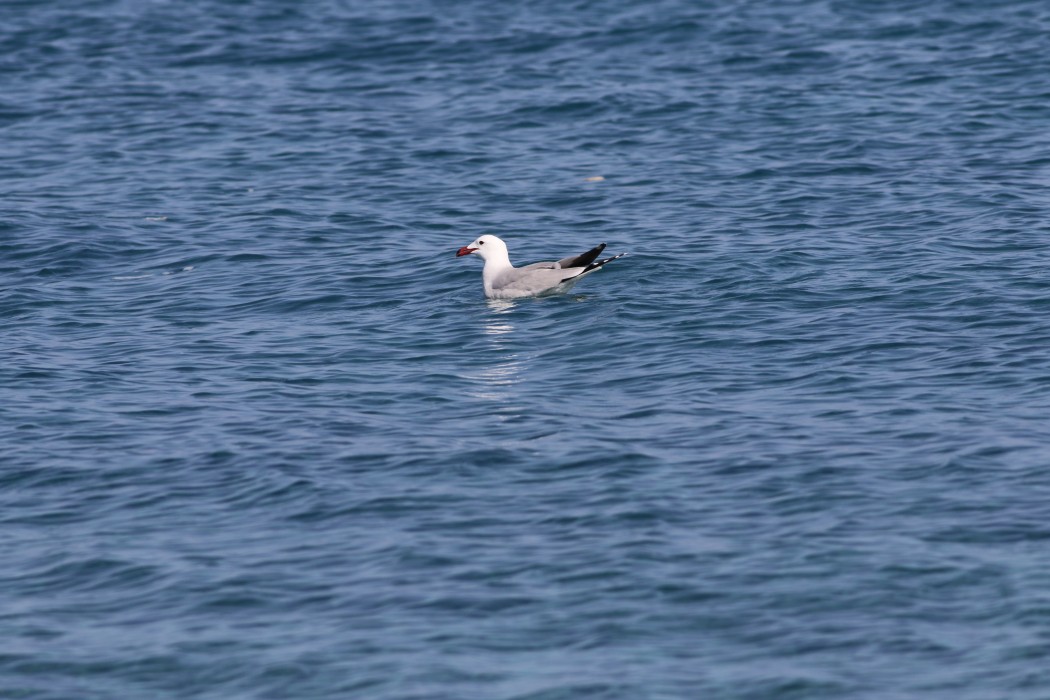 Audouin`s Gull
