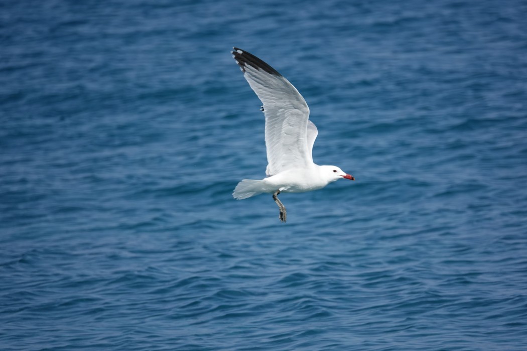 Audouin`s Gull