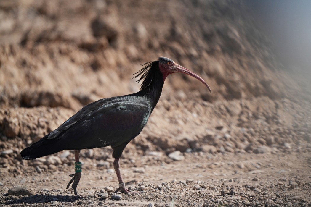 Kelaynak