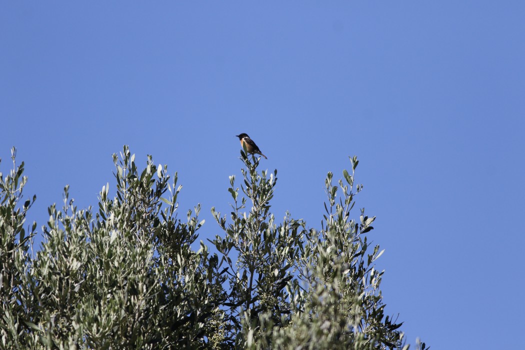 Taşkuşu