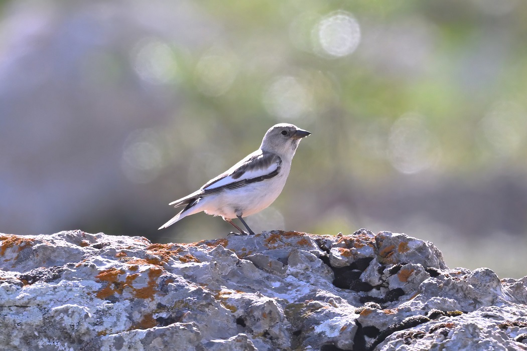 White-winged Snowfinch