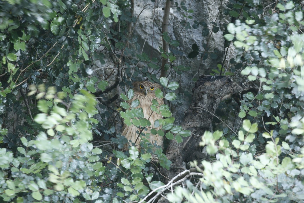 Balık Baykuşu