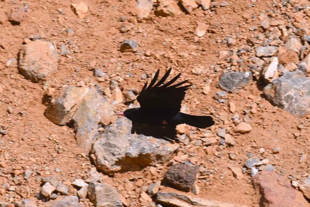 Red-billed Chough