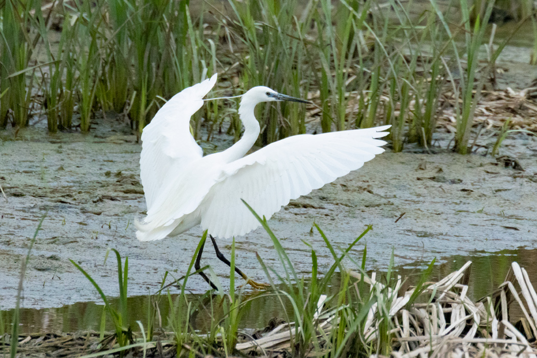 Küçük Ak Balıkçıl