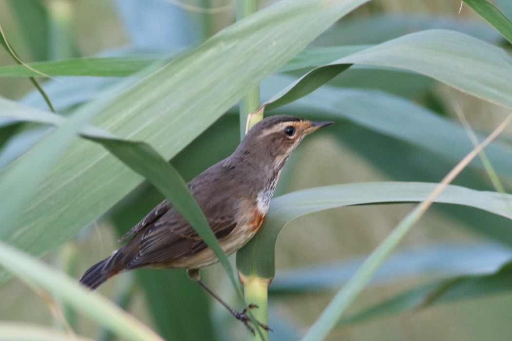 Mavigerdan