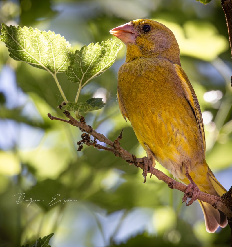 Florya