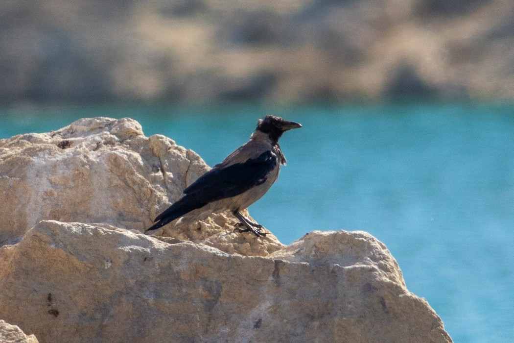 Leş Kargası