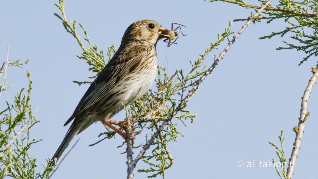 Corn Bunting