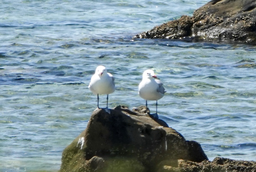 Audouin`s Gull