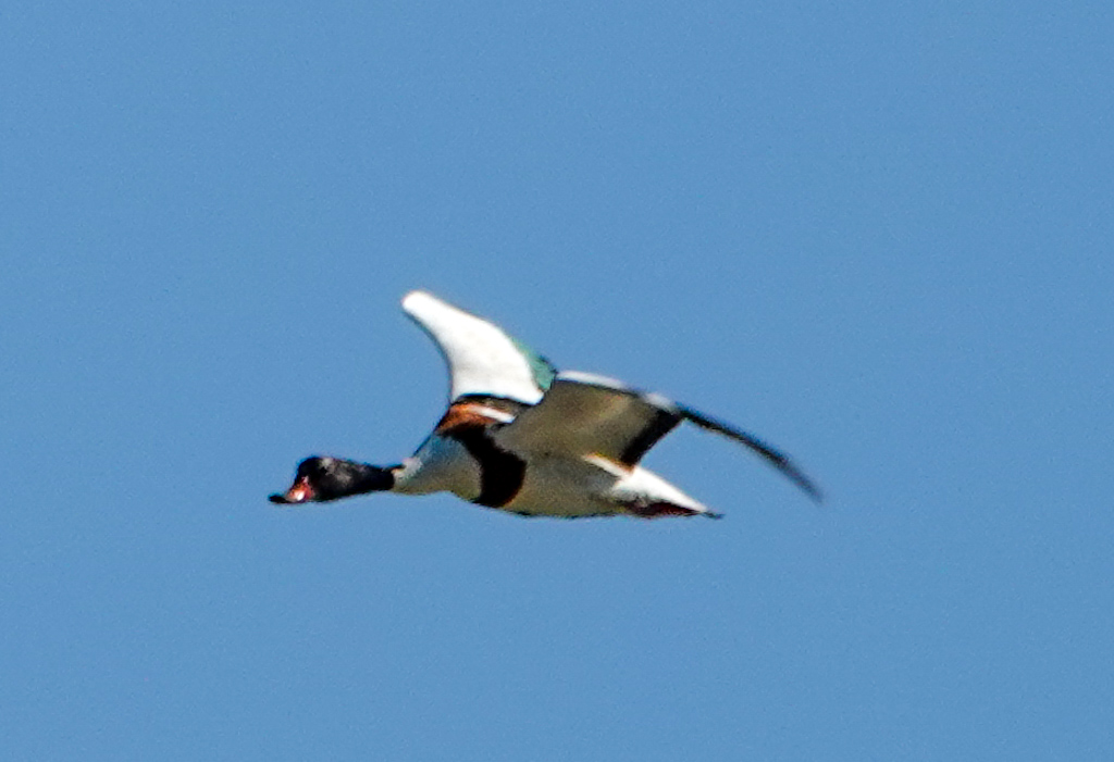 Common Shelduck
