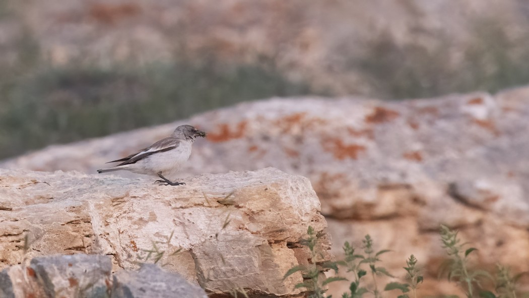 White-winged Snowfinch