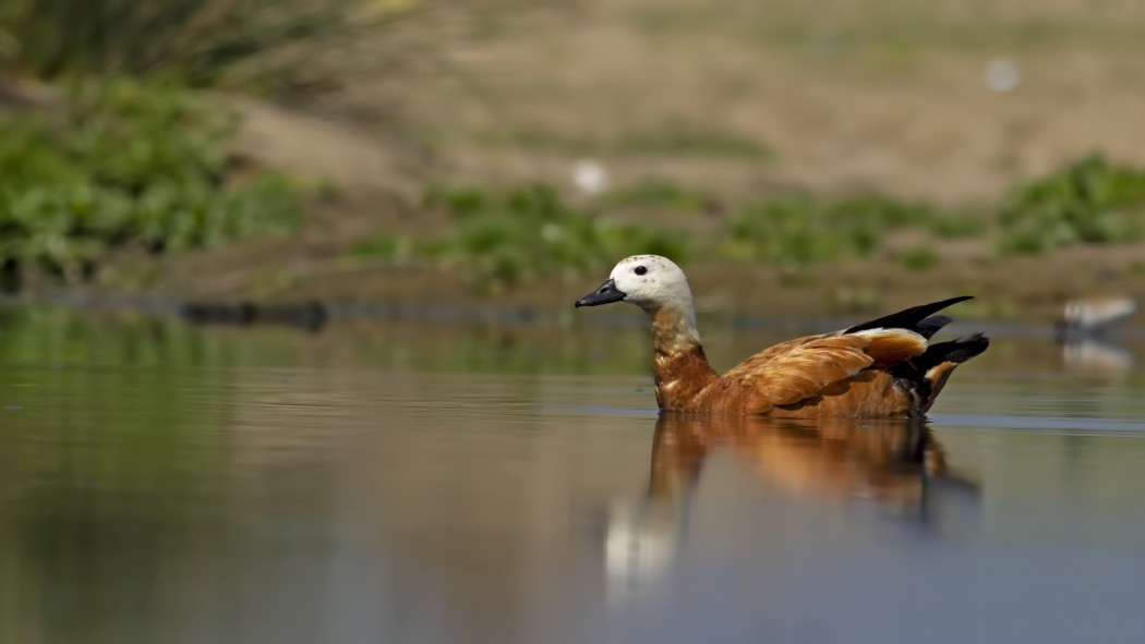 Angıt