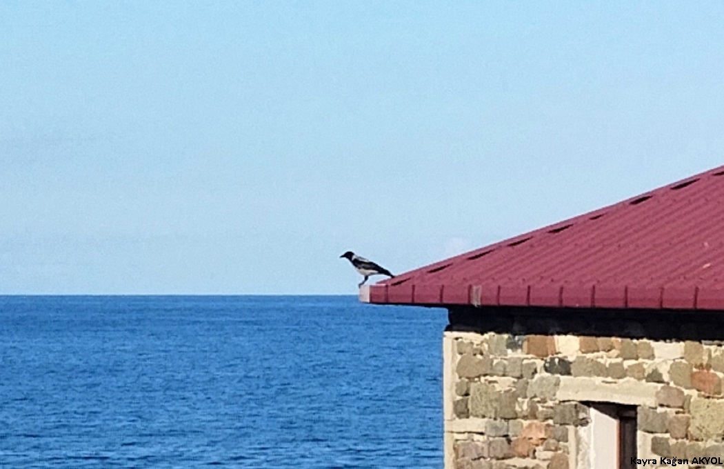 Leş Kargası