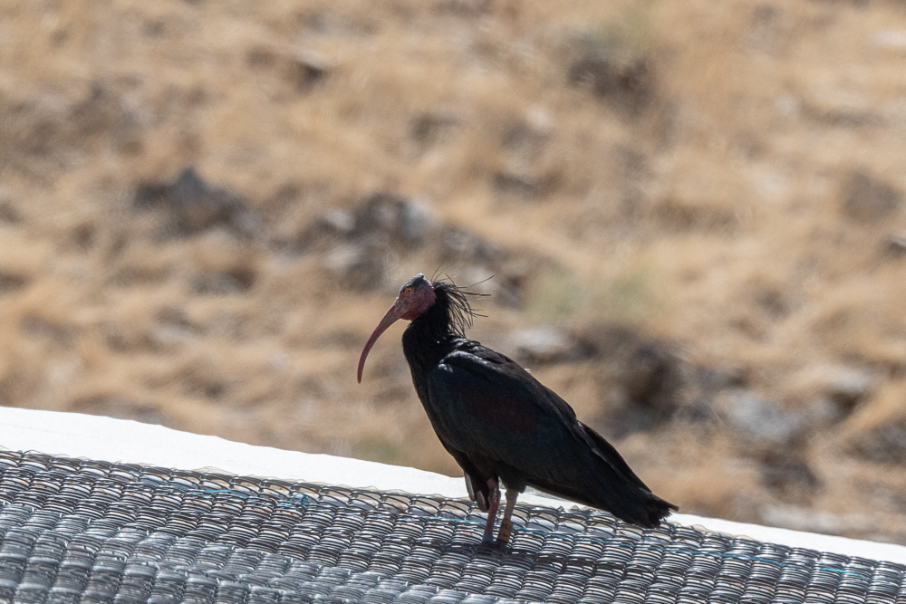 Kelaynak