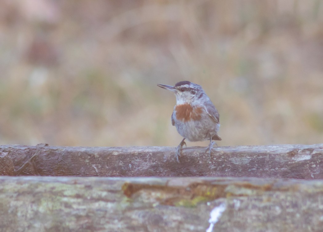 Krüper`s Nuthatch